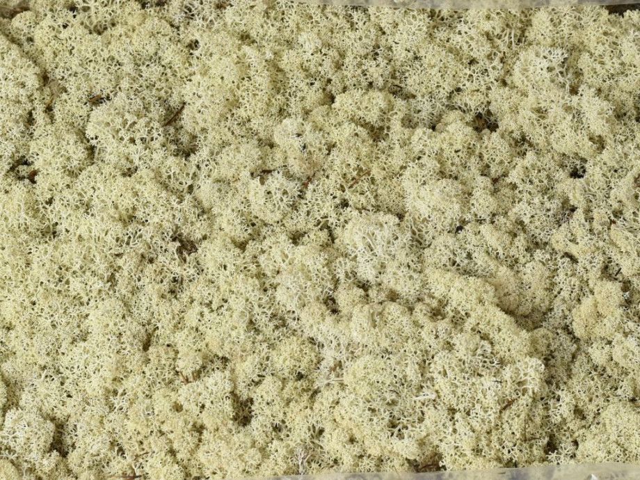 [object Object]fotka11