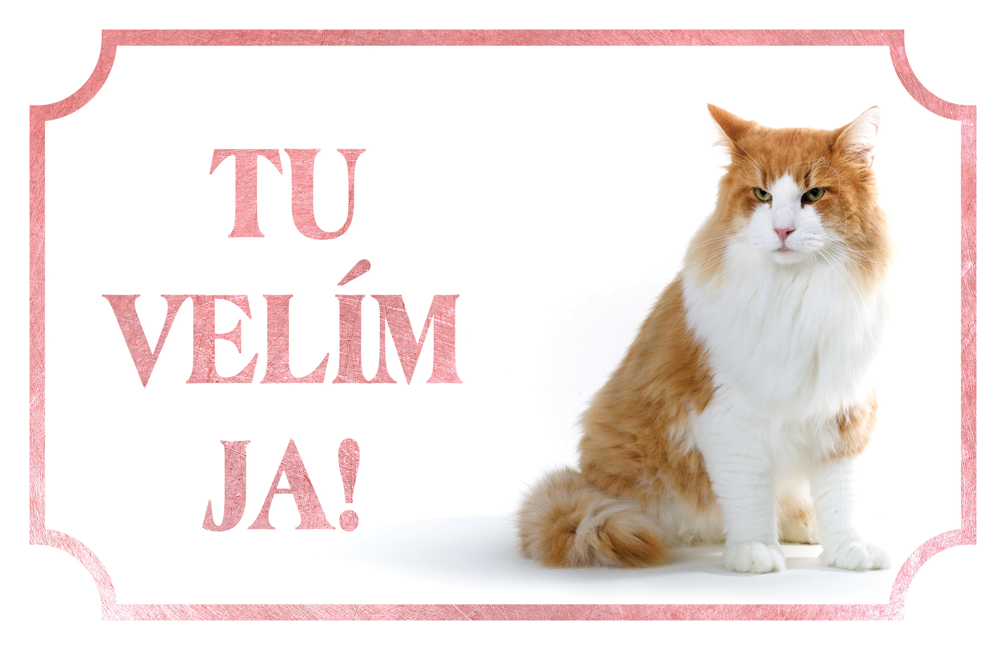 [object Object]fotka2