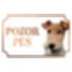 Drsnosrstý foxteriér - Kovová tabuľka POZOR PES