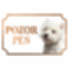Westhighlandský biely teriér - Kovová tabuľka POZOR PES